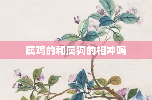 属鸡的和属狗的相冲吗
