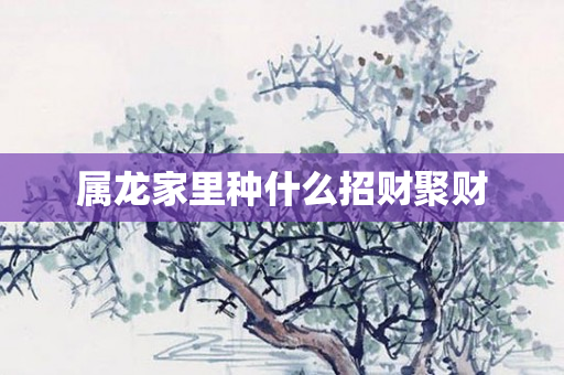 属龙家里种什么招财聚财