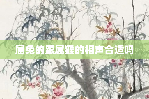 属兔的跟属猴的相声合适吗