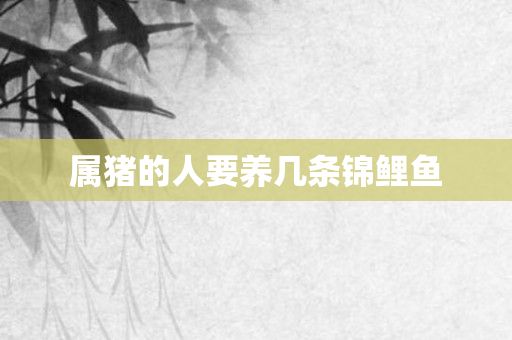 属猪的人要养几条锦鲤鱼