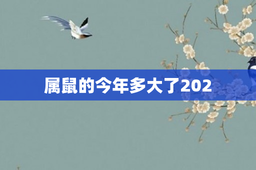 属鼠的今年多大了202