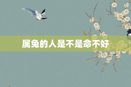 属兔的人是不是命不好