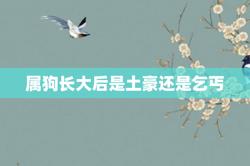 属狗长大后是土豪还是乞丐