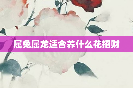 属兔属龙适合养什么花招财