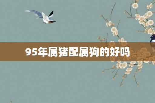 95年属猪配属狗的好吗