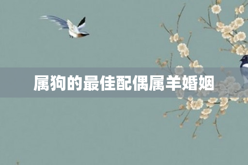 属狗的更佳配偶属羊婚姻