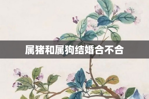 属猪和属狗结婚合不合