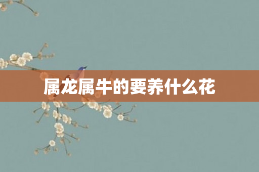 属龙属牛的要养什么花