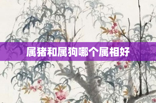 属猪和属狗哪个属相好