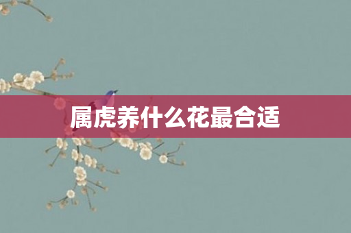 属虎养什么花最合适