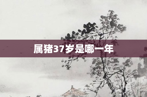 属猪37岁是哪一年