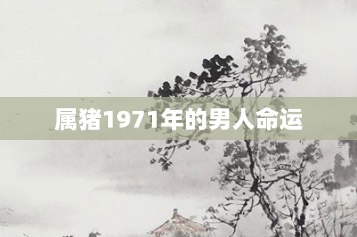 属猪1971年的男人命运