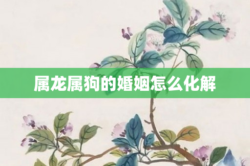 属龙属狗的婚姻怎么化解