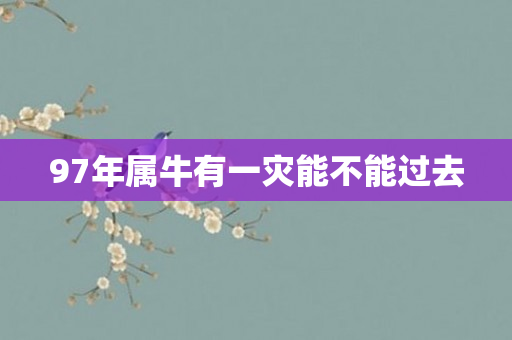 97年属牛有一灾能不能过去