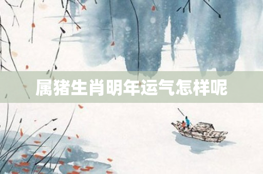 属猪生肖明年运气怎样呢