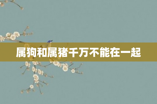 属狗和属猪千万不能在一起