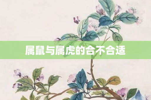 属鼠与属虎的合不合适