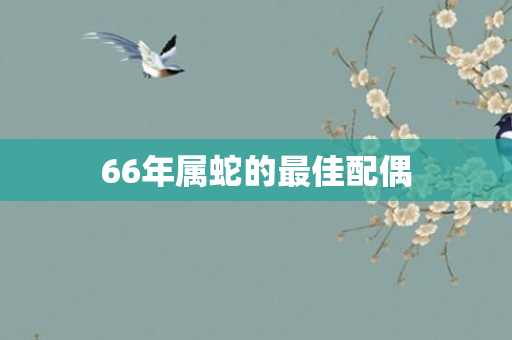 66年属蛇的更佳配偶