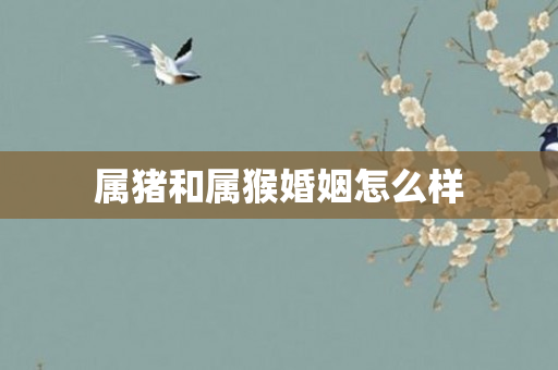 属猪和属猴婚姻怎么样