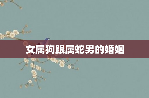 女属狗跟属蛇男的婚姻