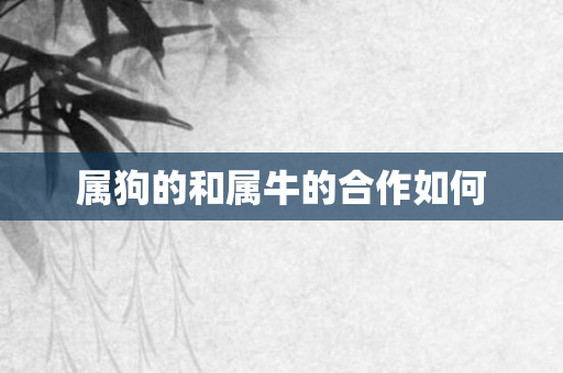 属狗的和属牛的合作如何