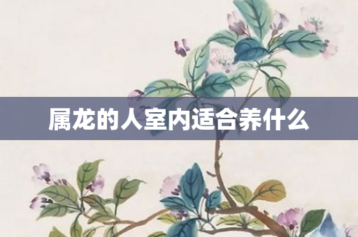 属龙的人室内适合养什么