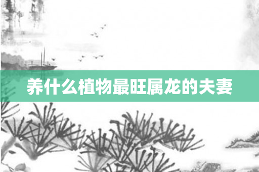 养什么植物最旺属龙的夫妻
