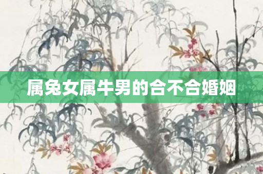 属兔女属牛男的合不合婚姻