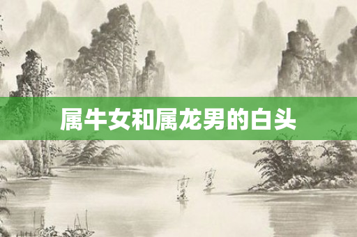 属牛女和属龙男的白头