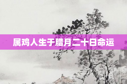 属鸡人生于腊月二十日命运