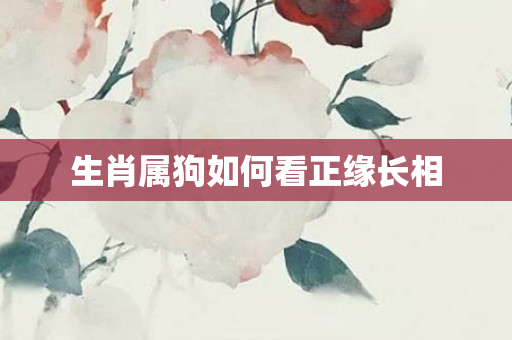 生肖属狗如何看正缘长相