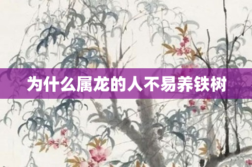 为什么属龙的人不易养铁树
