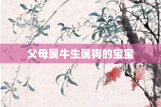 父母属牛生属狗的宝宝