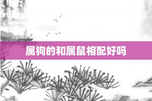属狗的和属鼠相配好吗