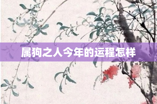 属狗之人今年的运程怎样