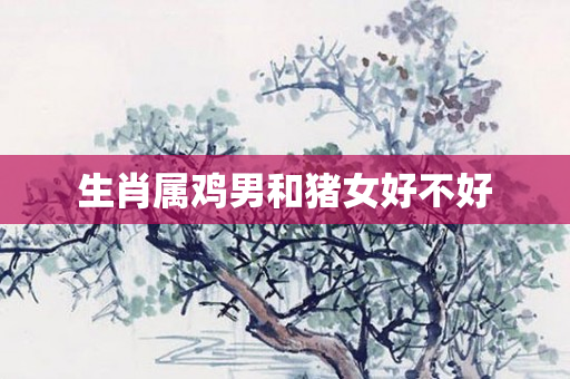 生肖属鸡男和猪女好不好
