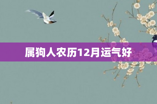 属狗人农历12月运气好