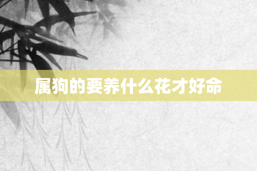 属狗的要养什么花才好命