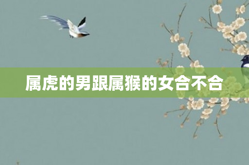 属虎的男跟属猴的女合不合