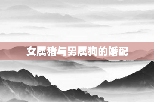 女属猪与男属狗的婚配