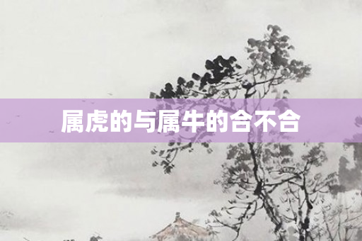 属虎的与属牛的合不合