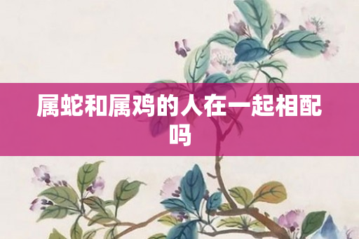 属蛇和属鸡的人在一起相配吗