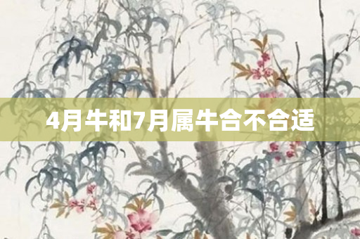 4月牛和7月属牛合不合适