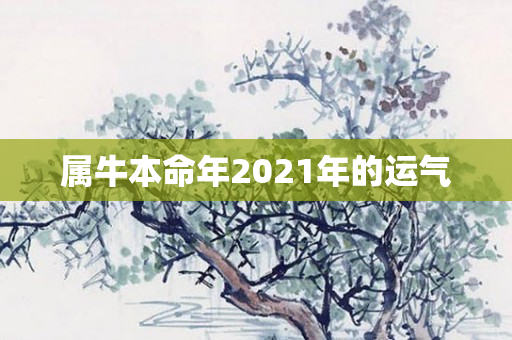 属牛本命年2021年的运气