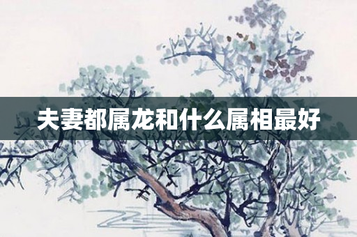 夫妻都属龙和什么属相更好