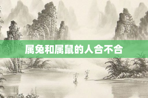 属兔和属鼠的人合不合