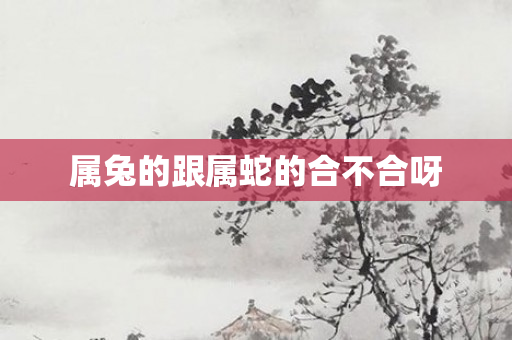 属兔的跟属蛇的合不合呀
