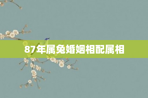 87年属兔婚姻相配属相