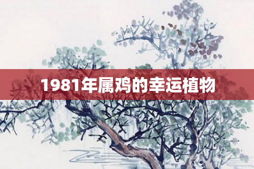 1981年属鸡的幸运植物