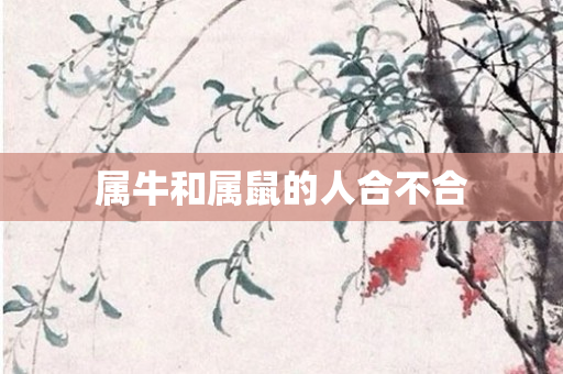 属牛和属鼠的人合不合